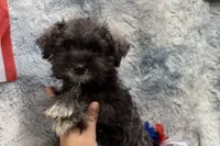 Olive - AKC, a female Miniature Schnauzer for sale in Buffalo, MO – 4 of 6