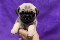 Jaley, a female Pug for sale in Buffalo, MO – 3 of 5