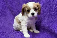 Rachel, a female Cavalier King Charles Spaniel for sale in Buffalo, MO – 4 of 6