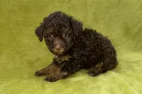 Oreo, a male Poodle - Toy  for sale in Buffalo, MO – 4 of 7