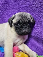Bailey, a female Pug for sale in Buffalo, MO – 6 of 9