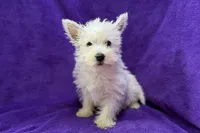 Wilma, a female West Highland White Terrier for sale in Buffalo, MO – 2 of 5
