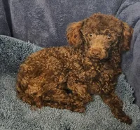 Pluto, a male Poodle - Toy  for sale in Buffalo, MO – Photo 1 of 5