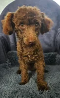 Pluto, a male Poodle - Toy  for sale in Buffalo, MO – Photo 2 of 5