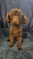 Pluto, a male Poodle - Toy  for sale in Buffalo, MO – Photo 4 of 5