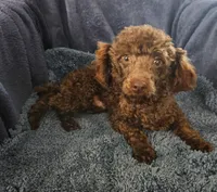 Pluto, a male Poodle - Toy  for sale in Buffalo, MO – Photo 5 of 5