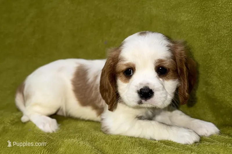 Tate – Cavalier King Charles Spaniel puppy for sale in Buffalo, MO