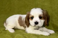 Tate, a male Cavalier King Charles Spaniel for sale in Buffalo, MO – 1 of 8