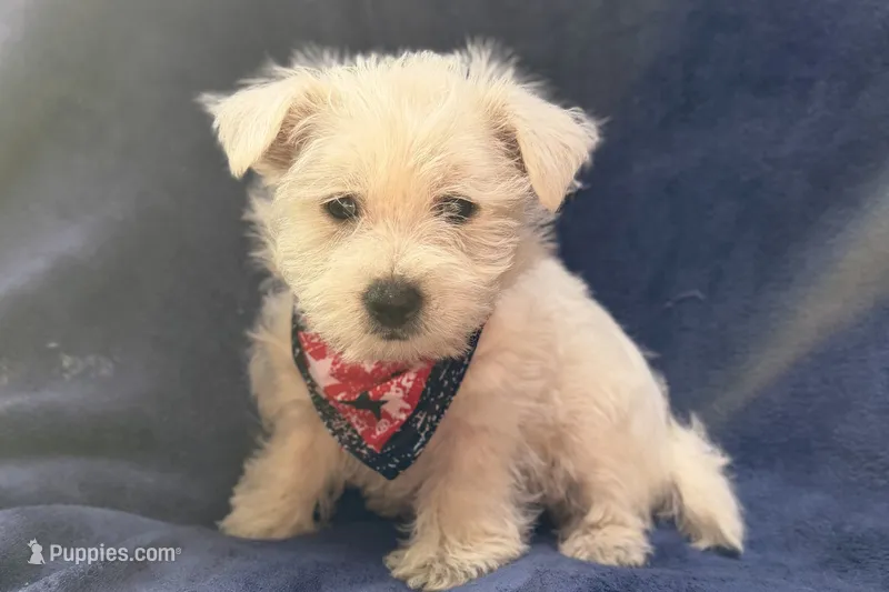 Ranger – West Highland White Terrier puppy for sale in Buffalo, MO