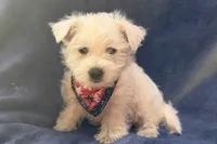 Ranger, a male West Highland White Terrier for sale in Buffalo, MO – 1 of 4