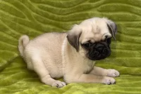 Jax, a female Pug for sale in Buffalo, MO – 2 of 7
