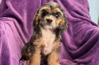 Heidi, a female Cocker Spaniel for sale in Buffalo, MO – 3 of 9