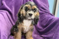 Heidi, a female Cocker Spaniel for sale in Buffalo, MO – 4 of 9