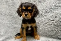 Scout, a male Cavalier King Charles Spaniel for sale in Buffalo, MO – 7 of 9