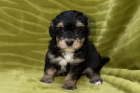 Sam, a male Poodle - Toy  for sale in Buffalo, MO – 1 of 6