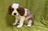Landon, a male Cavalier King Charles Spaniel for sale in Buffalo, MO – 3 of 7
