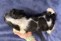 Casper, a male Cocker Spaniel for sale in Buffalo, MO – 7 of 7