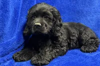 Carson, a male Cocker Spaniel for sale in Buffalo, MO – Photo 6 of 8