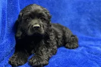 Carson, a male Cocker Spaniel for sale in Buffalo, MO – Photo 1 of 8