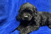 Carson, a male Cocker Spaniel for sale in Buffalo, MO – Photo 8 of 8