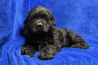 Carson, a male Cocker Spaniel for sale in Buffalo, MO – Photo 5 of 8