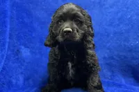 Carson, a male Cocker Spaniel for sale in Buffalo, MO – Photo 2 of 8