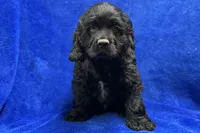 Carson, a male Cocker Spaniel for sale in Buffalo, MO – Photo 4 of 8