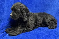 Carson, a male Cocker Spaniel for sale in Buffalo, MO – Photo 7 of 8