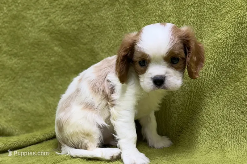 Luke – Cavalier King Charles Spaniel puppy for sale in Buffalo, MO