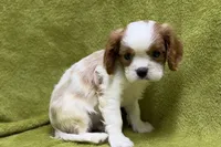 Luke, a male Cavalier King Charles Spaniel for sale in Buffalo, MO – 1 of 6