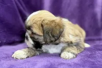 Remi , a female Lhasa Apso for sale in Buffalo, MO – Photo 2 of 8