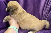 Remi , a female Lhasa Apso for sale in Buffalo, MO – Photo 8 of 8