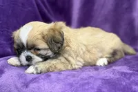 Remi , a female Lhasa Apso for sale in Buffalo, MO – Photo 4 of 8