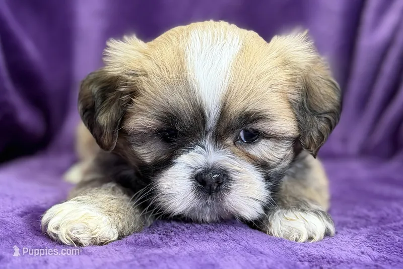 Remi , a female Lhasa Apso for sale in Buffalo, MO – Photo 1 of 8