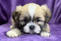 Remi , a female Lhasa Apso for sale in Buffalo, MO – Photo 1 of 8