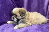 Remi , a female Lhasa Apso for sale in Buffalo, MO – Photo 7 of 8