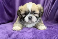 Remi , a female Lhasa Apso for sale in Buffalo, MO – Photo 5 of 8