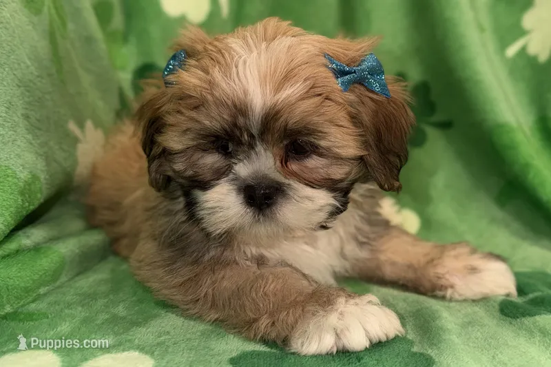 Remi  – Lhasa Apso puppy for sale in Buffalo, MO
