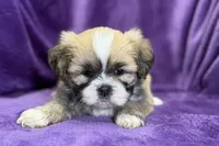 Remi , a female Lhasa Apso for sale in Buffalo, MO – Photo 6 of 8