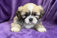 Remi , a female Lhasa Apso for sale in Buffalo, MO – Photo 3 of 8