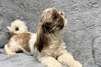 Duce, a male Shih Tzu for sale in Buffalo, MO – 4 of 6