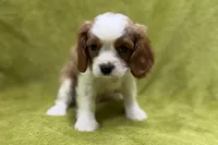 Landon, a male Cavalier King Charles Spaniel for sale in Buffalo, MO – 2 of 7