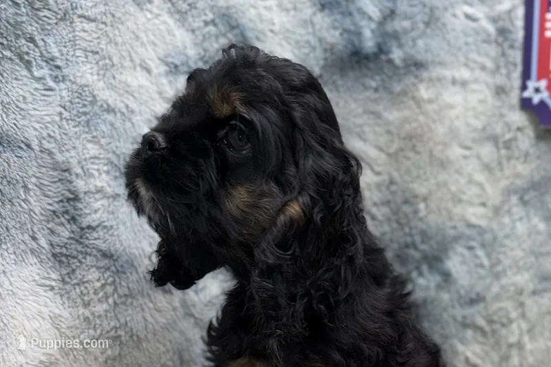 Sage – Cocker Spaniel puppy for sale in Buffalo, MO