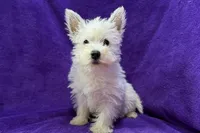 Wilma, a female West Highland White Terrier for sale in Buffalo, MO – 3 of 5