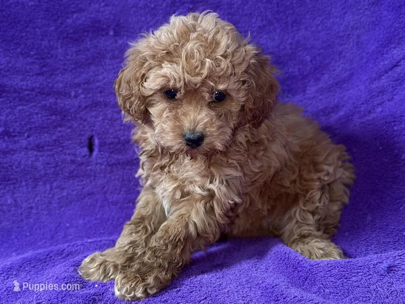 Belle – Poodle - Toy  puppy for sale in Buffalo, MO