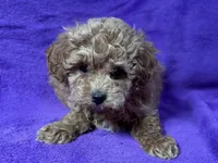 Belle, a female Poodle - Toy  for sale in Buffalo, MO – Photo 4 of 5