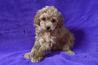 Belle, a female Poodle - Toy  for sale in Buffalo, MO – Photo 3 of 5