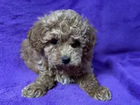 Belle, a female Poodle - Toy  for sale in Buffalo, MO – Photo 5 of 5