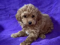 Belle, a female Poodle - Toy  for sale in Buffalo, MO – Photo 2 of 5