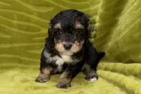 Sam, a male Poodle - Toy  for sale in Buffalo, MO – 3 of 6